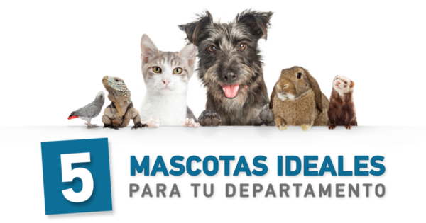 5 Mascotas ideales para tu departamento