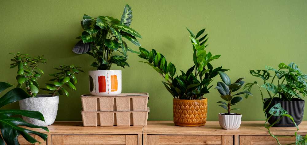 incorporar plantas interior